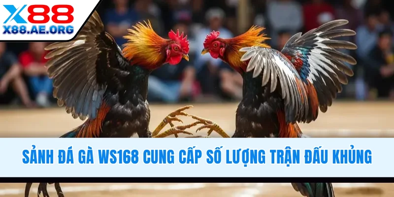 Sảnh đá gà WS168 cung cấp trận đấu khủng